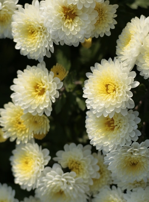ดอกเบญจมาศ (Chrysanthemum)