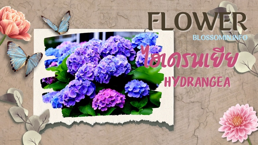ดอกไฮเดรนเยีย (hydrangea)