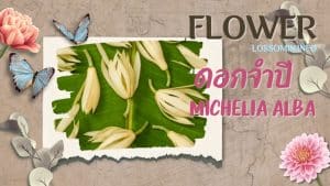 ดอกจำปี (Michelia alba)
