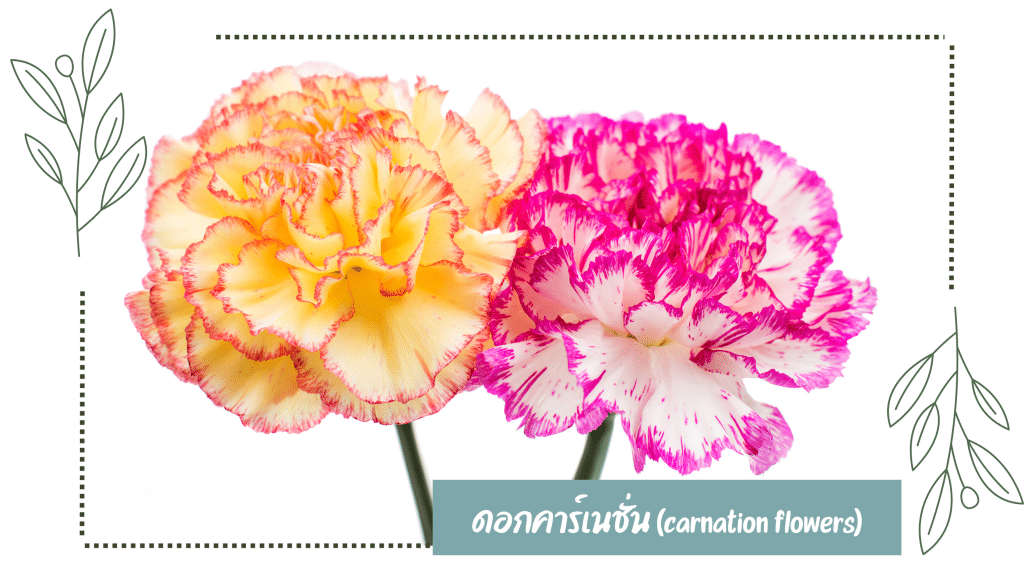 ดอกคาร์เนชั่น (carnation)