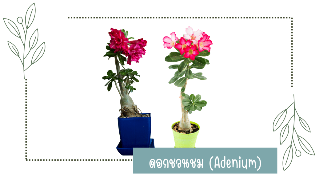 ดอกชวนชม (Adenium)