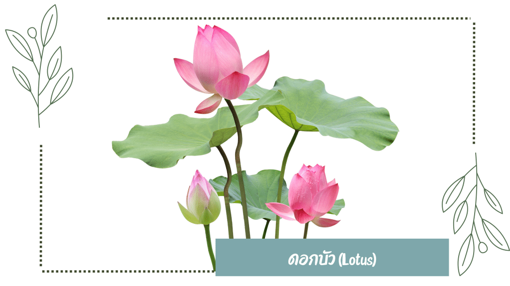 ดอกบัว (lotus)