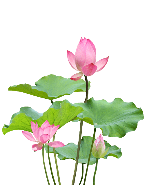 ดอกบัว (lotus)