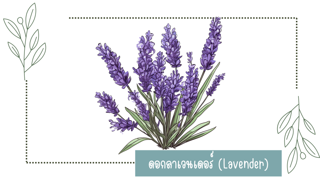 ดอกลาเวนเดอร์ (Lavender)