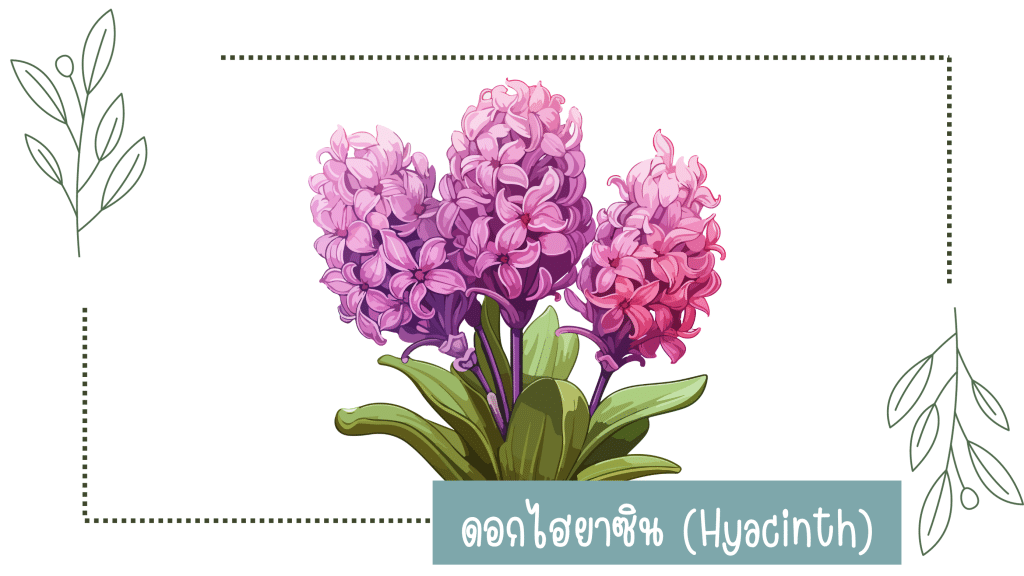 ดอกไฮยาซิน(Hyacinth)