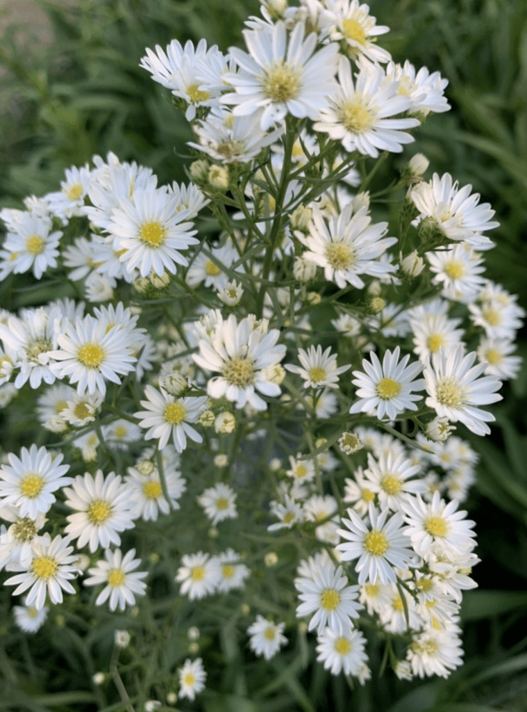 ดอกคัตเตอร์ (Cutter flower)