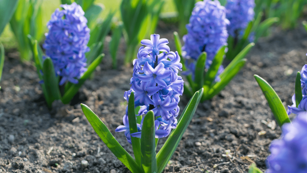 ดอกไฮยาซิน(Hyacinth)